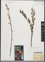 Foto von Salix starkeana Willd.